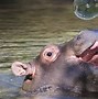 Hippo Là Cuộc Thi Gì